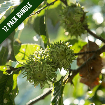 Image of Sawtooth acorn on the tree (12 pack bundle).